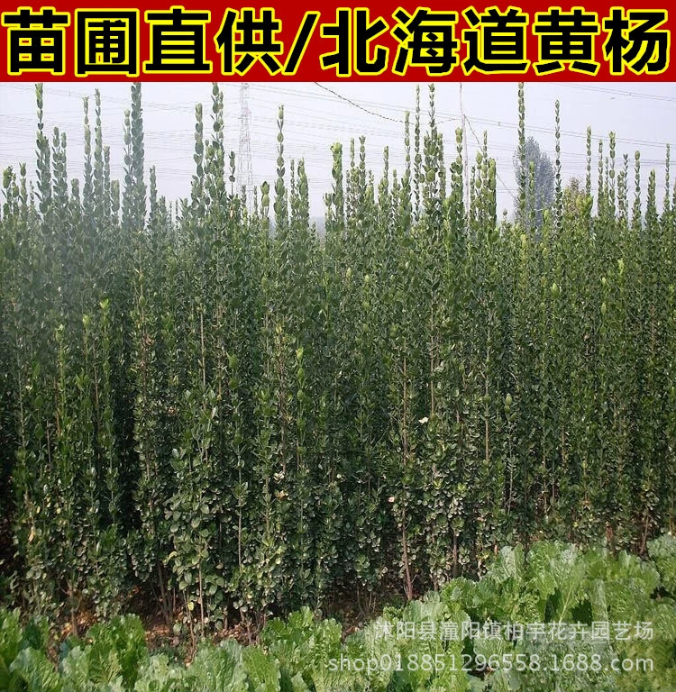 Саженцы Падуба, Саженцы популюса, Маленькие листья, Саженцы популюса, Хоккайдо, Саженцы популюса, Забор, Стена, Саженцы