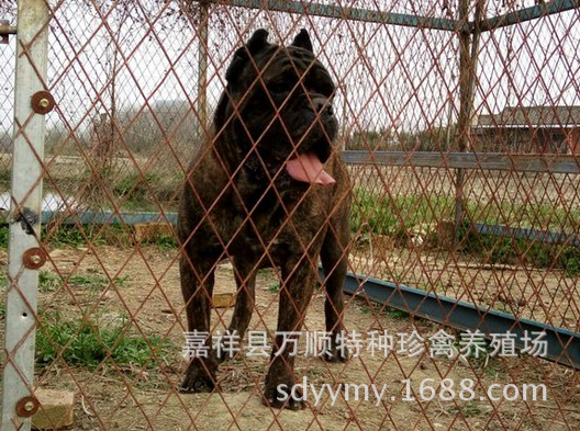 直播日狗_直播日狗供应商_直播日狗批发市场