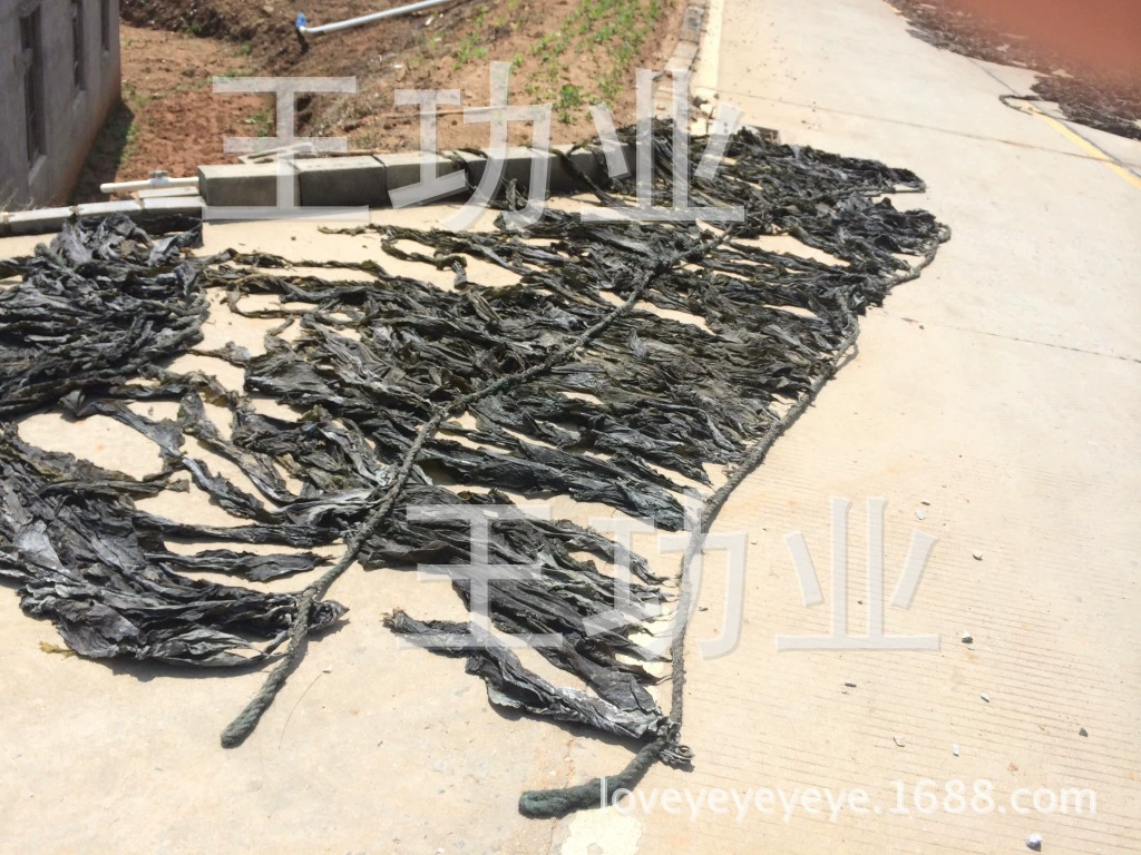 Поставка собственного производства и продажи оптом Fujian Wisha навалом сушеных водорослей