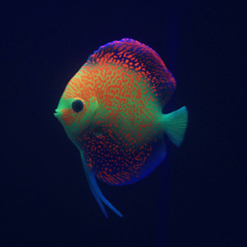 Fish tank decoration, simulated tropical fish, aquarium luminous plastic fish, 2016 colorful angel fish