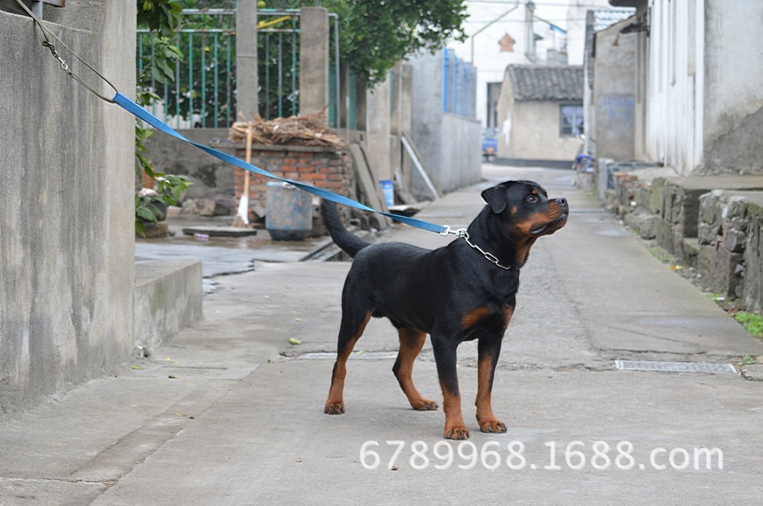 罗威纳犬,