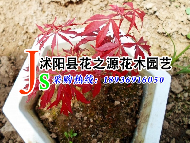日本红枫树苗