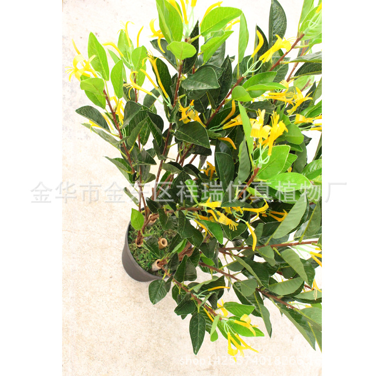 金银花（黄色）1