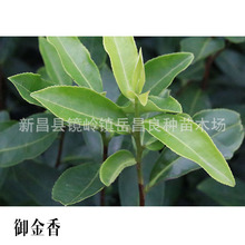 【御金香茶苗】茶树苗御金香茶苗 高产量茶树苗 品种齐全