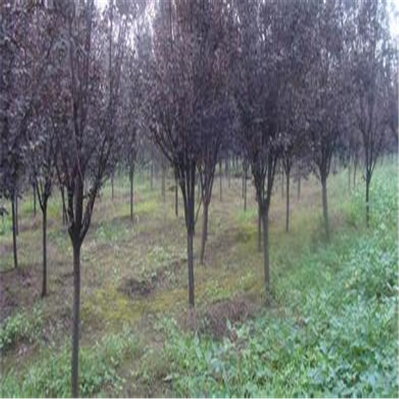 u=101924310,2194917586&