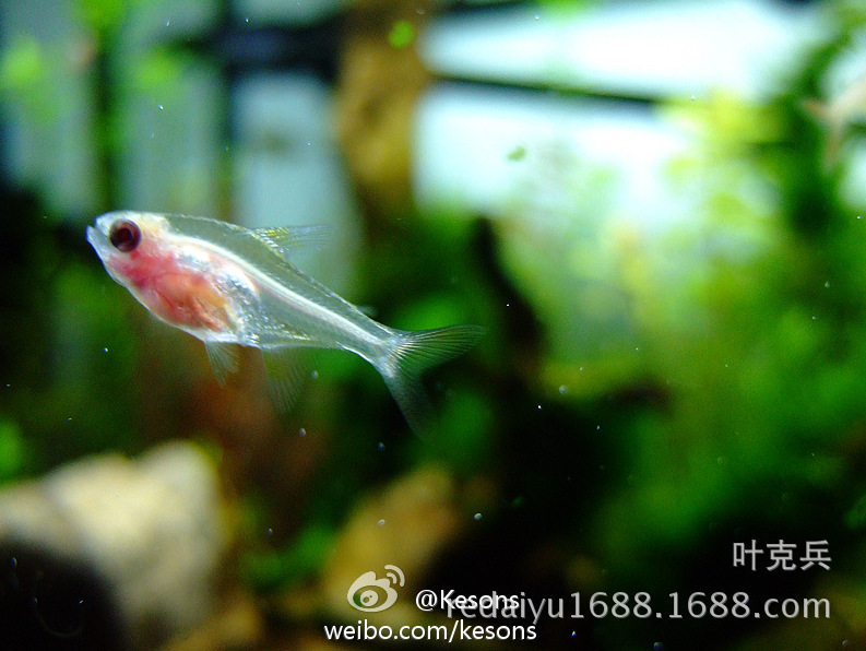 QQ图片20160815150019