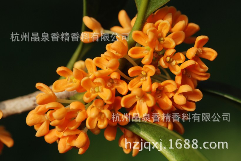 晶泉食用香精——桂花精  桂花香气 固体饮料香精