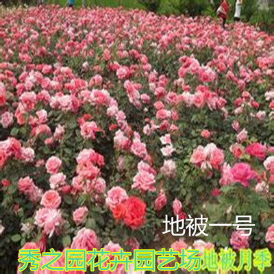 Base wholesale Revetment Botany Chinese rose Flower seedlings For many years Virgin Chinese rose Potted plant courtyard engineering