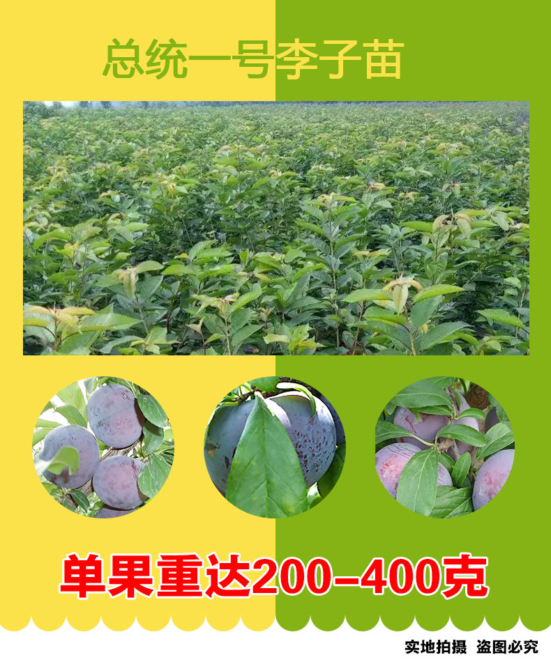 总统一号李子苗_总统一号李子苗 苗木种苗 李