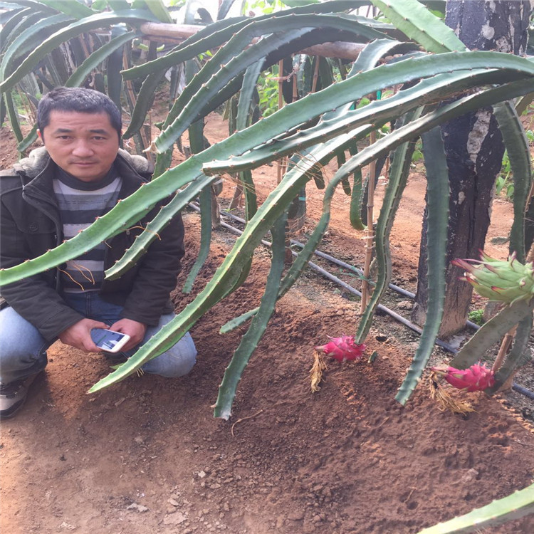 红心火龙果_紫皮 火龙果 白心红龙果 红心火龙