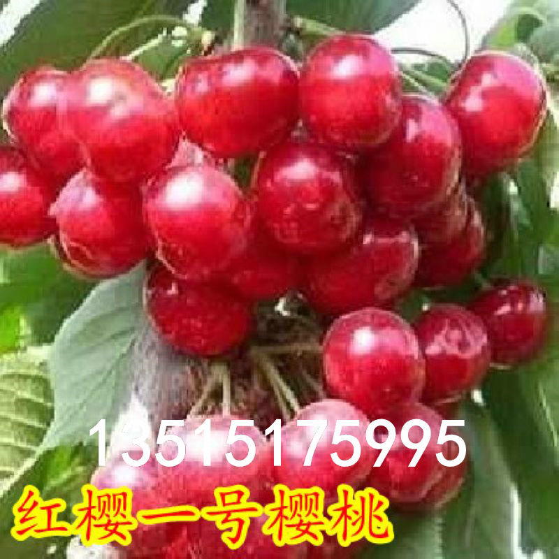 wholesale Fruit tree seedlings Guomiao South Cherry trees  One Hongying Cherry seedlings Precocious,Sweetness