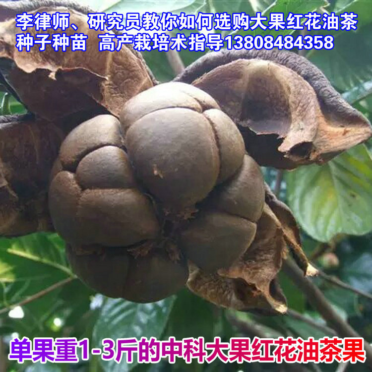 大果红花油茶苗 油茶果树苗木基地嫁接苗23