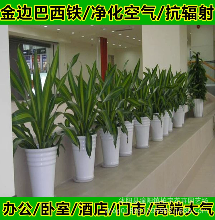 Пномпень Бразилия Железный Йемен Железный Бразилия Дерево Внутренняя Гостиная Большой Бонсай Растения Зеленые Растения Горшечные Цветы