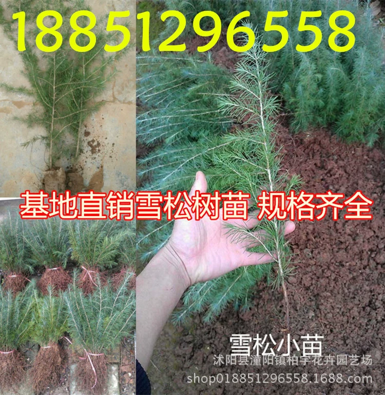 Саженцы кедра Саженцы Черной Сосны Луохан Сосновые саженцы кедра Саженцы белой коры Озеленение инженерных саженцев