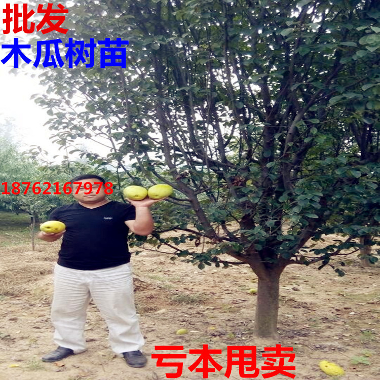 wKhQr1Qjb92ERP-DAAAAAJBYn8U229