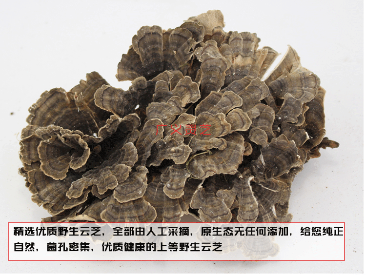 云芝_02