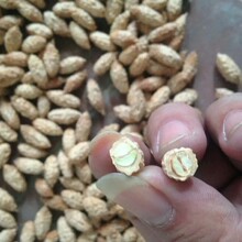 黄秋葵种子_杨贵妃黄秋葵金秋葵绿秋葵四季盆