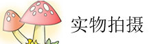 实物拍摄