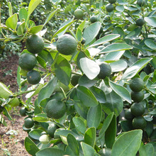 沃柑价格_最新沃柑价格\/批发报价_沃柑价格大