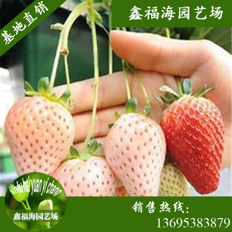 加拿大四季草莓苗 麦特来 大棚栽培四季开花结