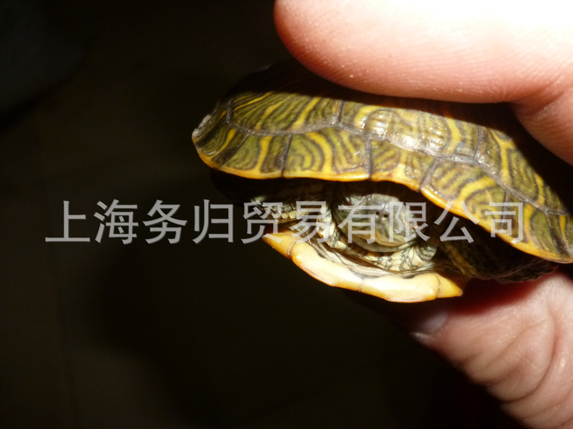 7-8厘米巴西4