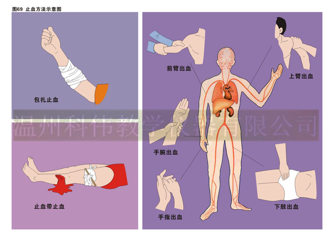 初中生物教学挂图--健康的生活 9副