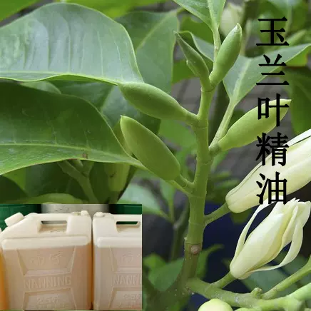玉兰叶精油厂家批发 提取白兰花白兰叶精油 植物提取