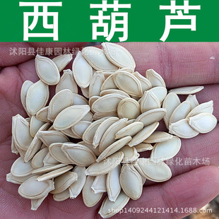 西葫芦种子 小白瓜 占瓜种子 角瓜种子 1件=1斤-阿里巴巴