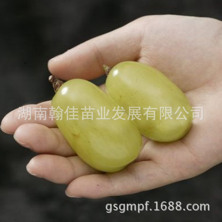 cacb5ba59731a8270eef586fa08711