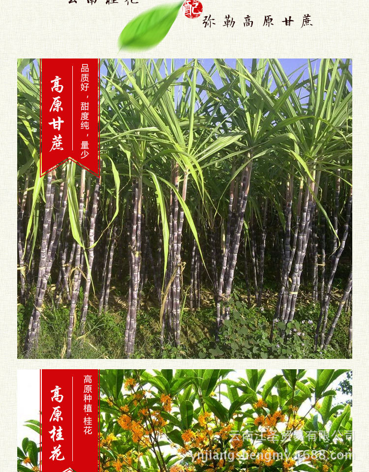 江圣-心形桂花黑糖_03