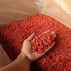 新貨枸杞子500g寧夏特級免洗大粒苟杞不染色紅勾杞中寧構杞子枸