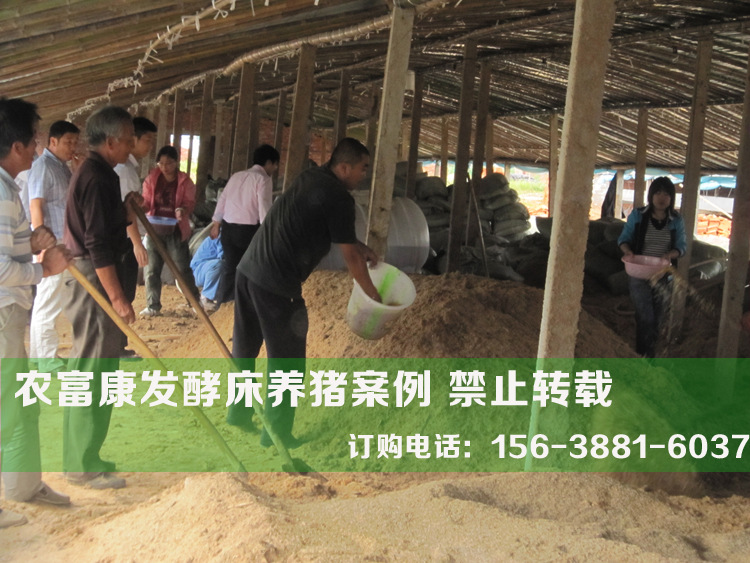 发酵床养猪