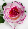 Simulation flower PU single -branter engineering soft furnace, moisturizing, moisturizing rose simulation artificial flower fake flower living room decorative flowers