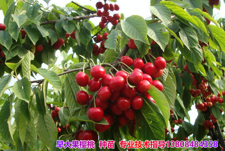 早大果樱桃树 樱桃苗 樱桃园 基地5