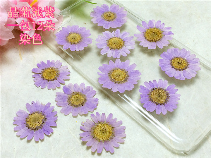 晶菊浅紫