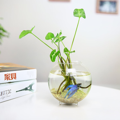 Creative hydroponic glass vase, flower arrangement hanging vase, pothos, copper money grass, desktop decoration glass crafts