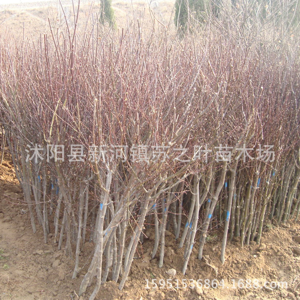 绿化苗木_批发红枫苗 红枫树苗 日本红枫 园林