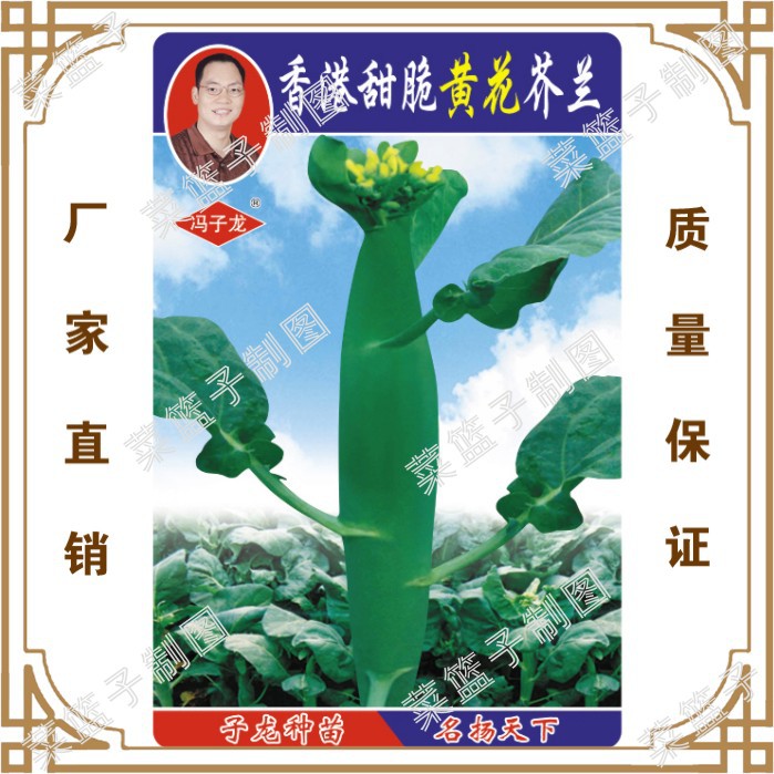 蔬菜种子香港甜脆黄花芥兰阳台盆栽大棚庭院种菜基地种植 阿里巴巴