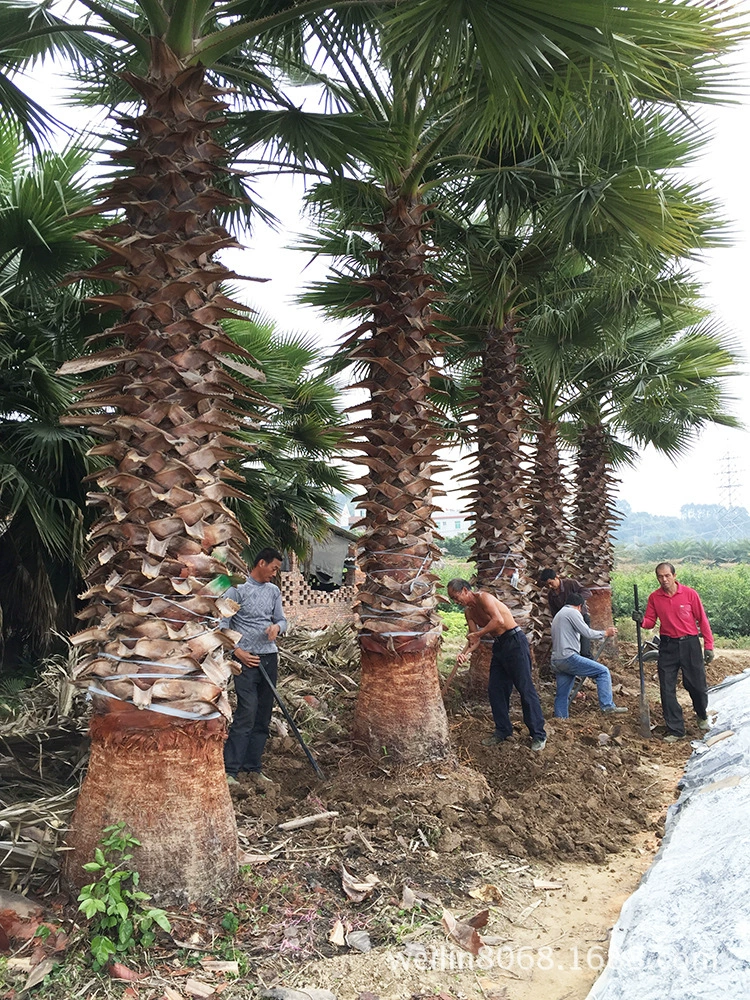 Цитата из пальмового дерева Куйхуа для пожилых людей из Фуцзяна, база в тысяче акрах, поставка из первых рук, добро пожаловать на запрос