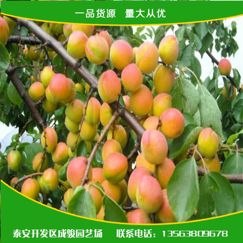 a07c201b66a75b04