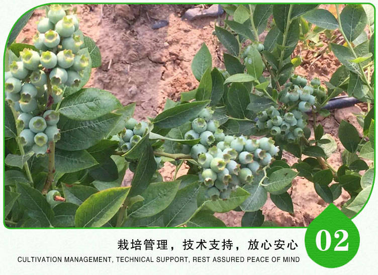 4-蓝莓苗_16