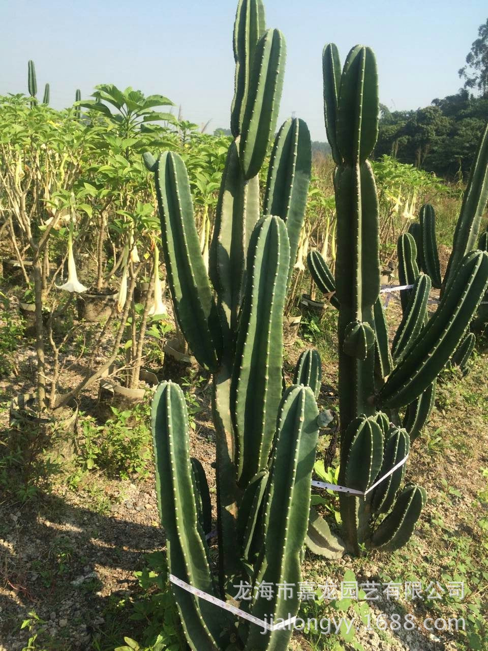 没刺量天尺大型仙人柱造景多浆肉质雨林展览温室热带沙漠植物景观-阿里巴巴