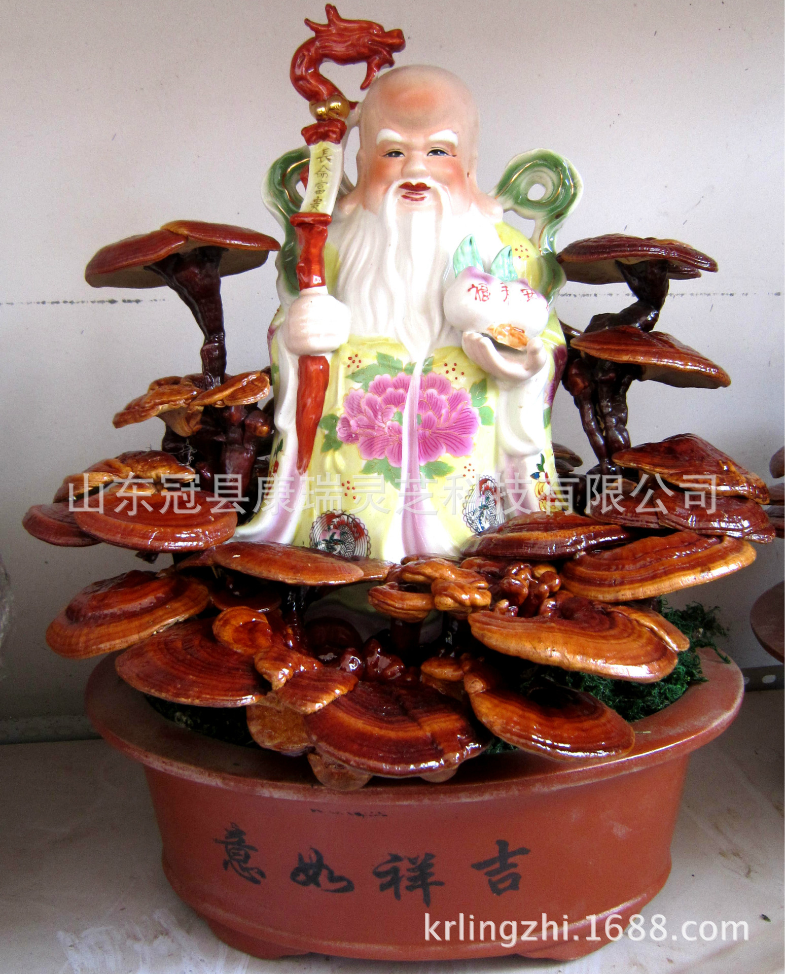 灵芝盆景基地批发灵芝盆景摆件 办公室活体灵芝盆栽 聊城 康瑞灵芝-食品商务网