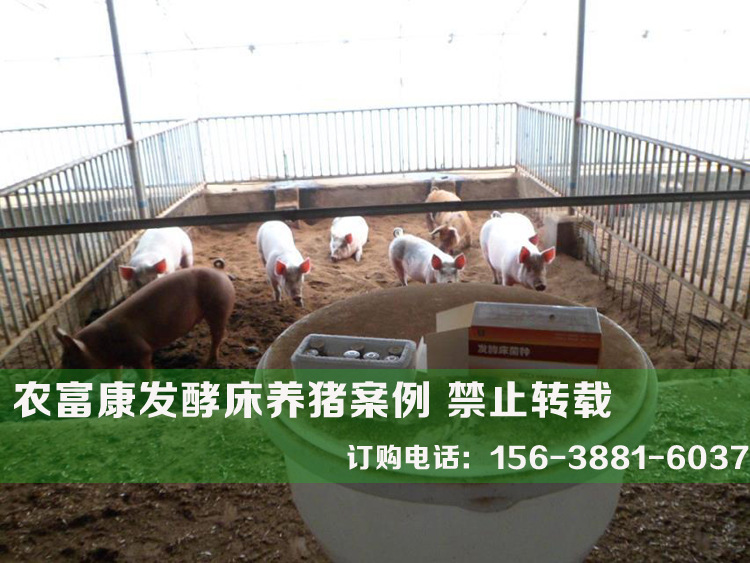发酵床养猪