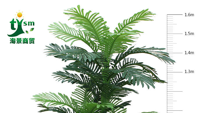 Xiaoshu Head Three -Head Sunflower Tree_07