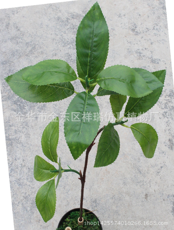 XRB-140木荷叶3叉枝15叶