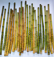 野生竹京胡擔子琴桿釣魚竿手把竹扇骨羅漢竹龜甲竹手杖材料 熱賣