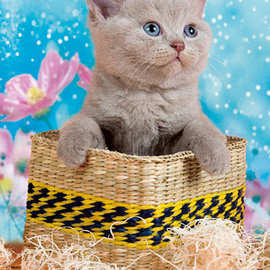 幻彩图片,幻彩线条模板下载,幻彩3D立体名片厂家