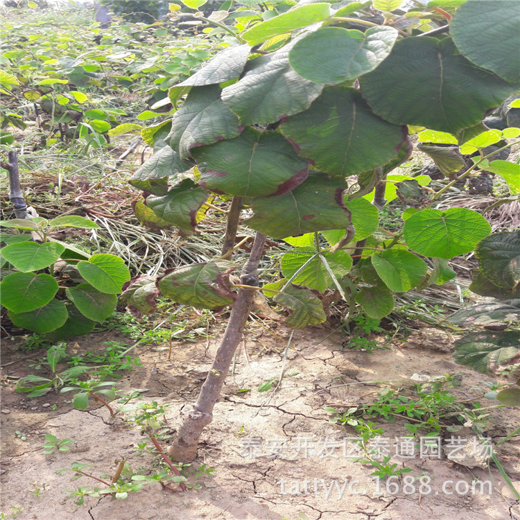 果树-基地出售挂果猕猴桃树苗 品种多 北方种植
