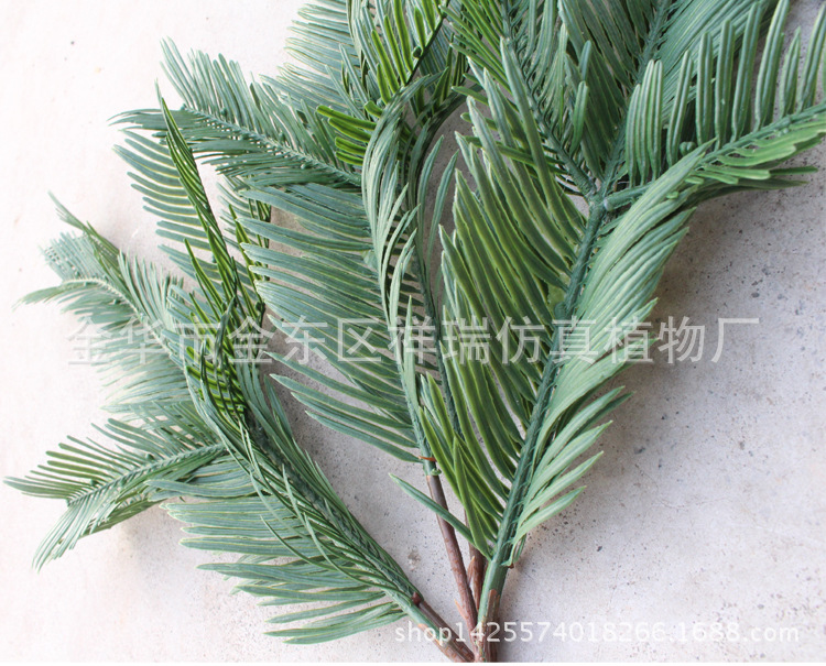 XRB-146红豆杉3叉枝1